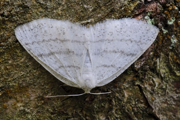 Common white wave moth