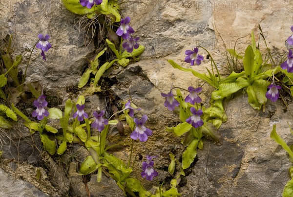 Long-leaved Butterwort