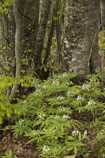 Seven-leaved Bittercress