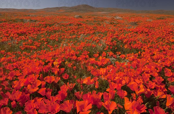 California Poppy