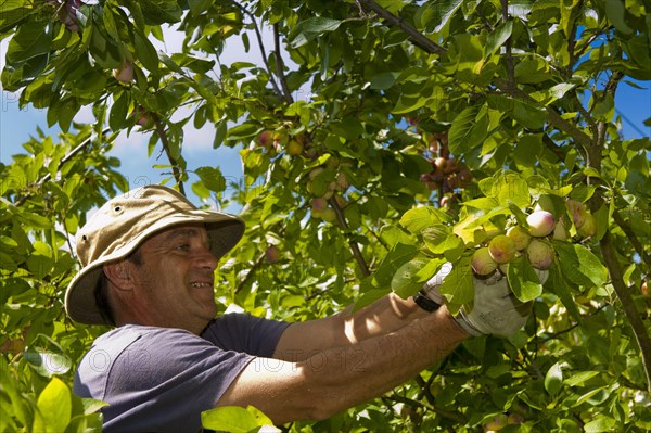 Victoria Plum