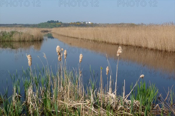 Broad-leaved bulrush