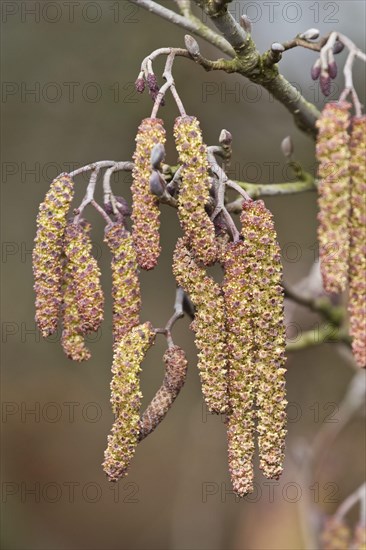 Black alder