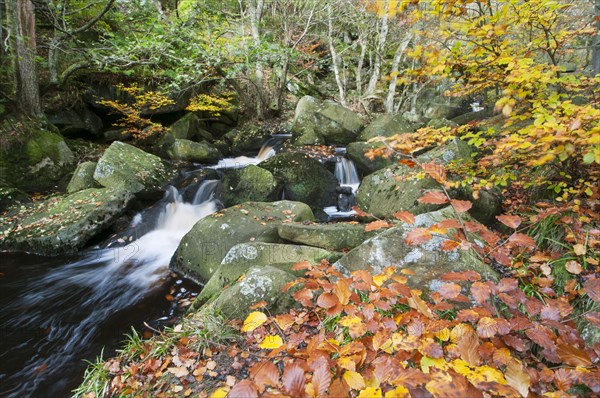 Common beech