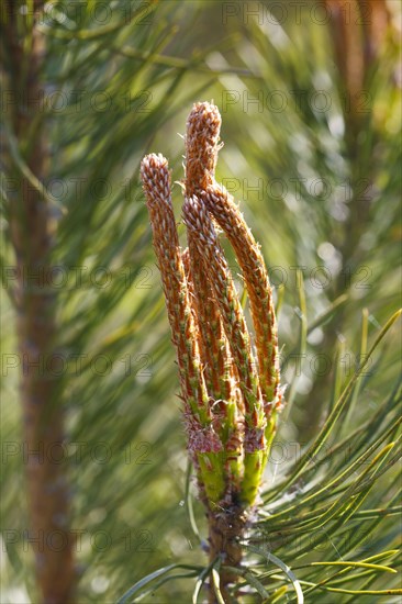 Scots pine