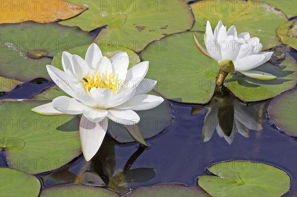 Ornamental water lily