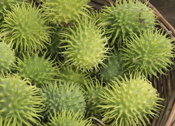 Hedgehog Gourd