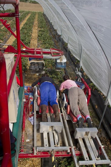 Mechanised strawberry picker