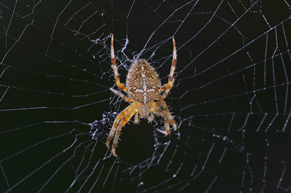 European garden spider