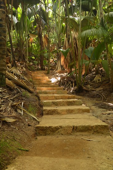 Trails and vegetation in Vallee de Mai National Park