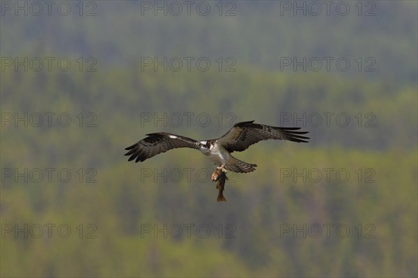 Western osprey