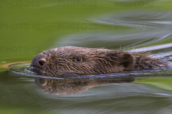 Eurasian beaver