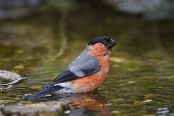 Eurasian bullfinch