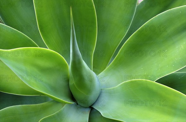 Fox Tail Agave