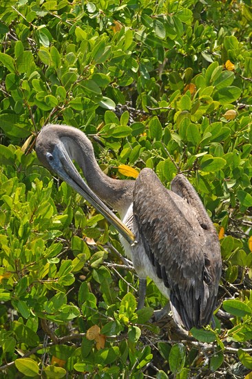 Brown pelican