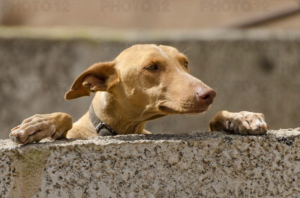 Podenco Canario