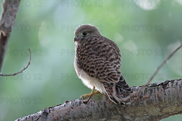 Kestrel