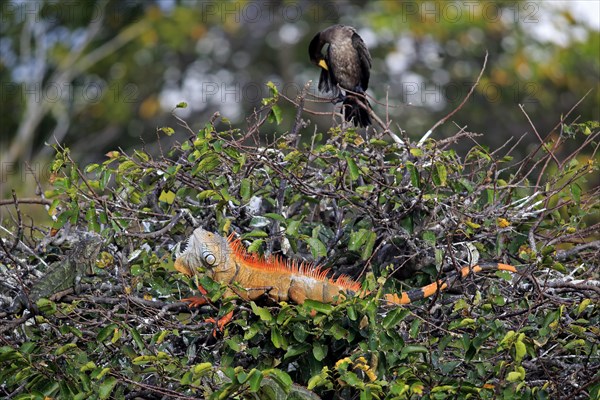 Common green iguana