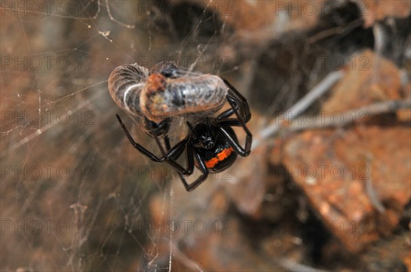 False widow