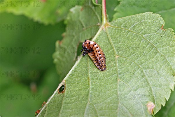 Red poplar leaf beetle