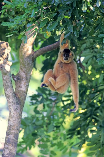 Yellow-cheeked gibbon