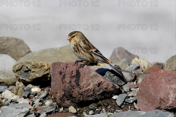 Twite