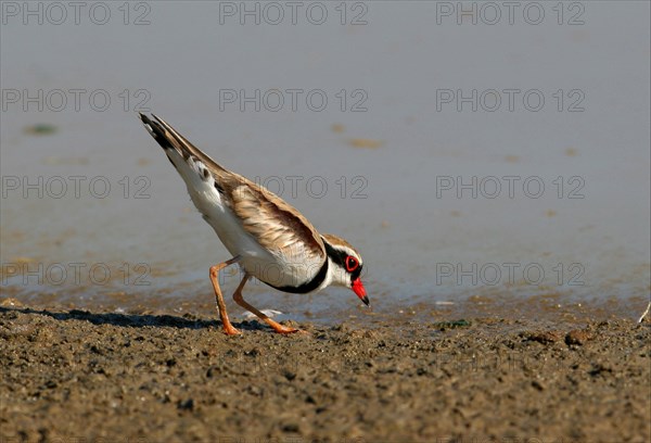 Adult black-fronted dotterel