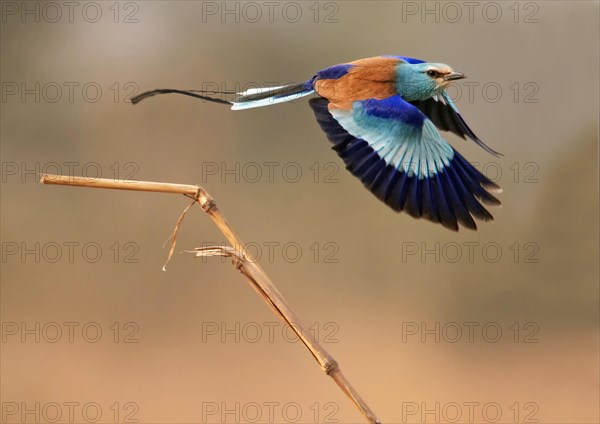 Abyssinian Roller