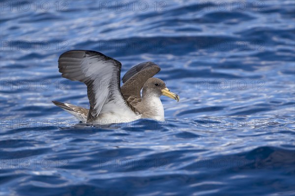 Cory's Shearwater