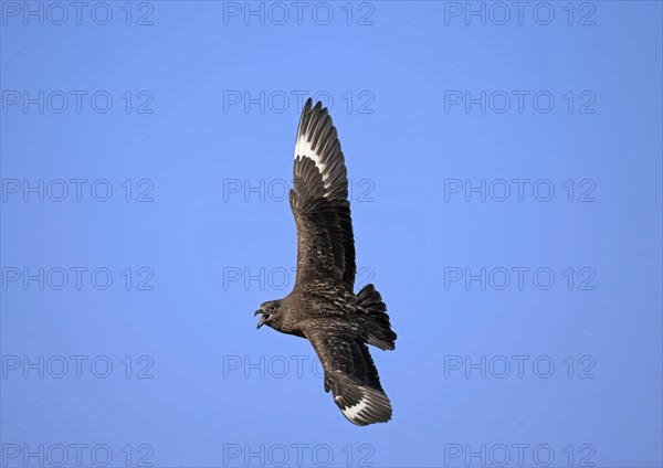 Great Skua