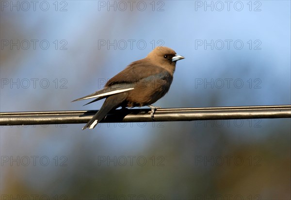 Dusky Woodswallow