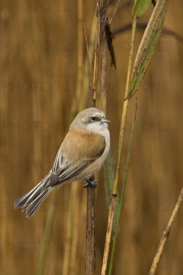 Eurasian Penduline-tit