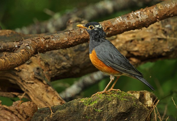 Black-breasted Thrush