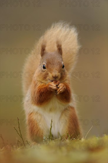 Eurasian red eurasian red squirrel