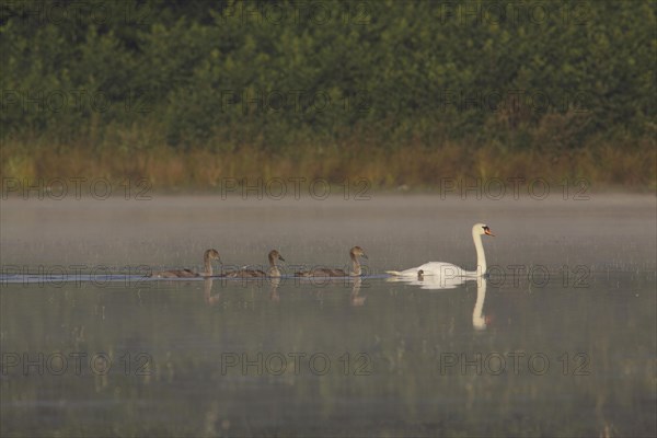 Mute Swan