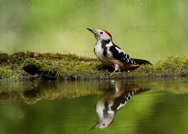 Middle Spotted Woodpecker