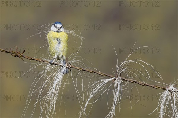 Blue Tit