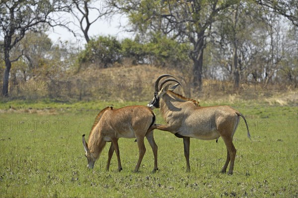 Roan Antelope