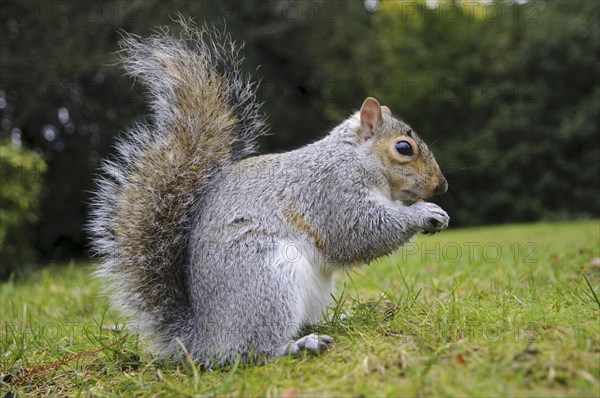 Eastern eastern gray squirrel