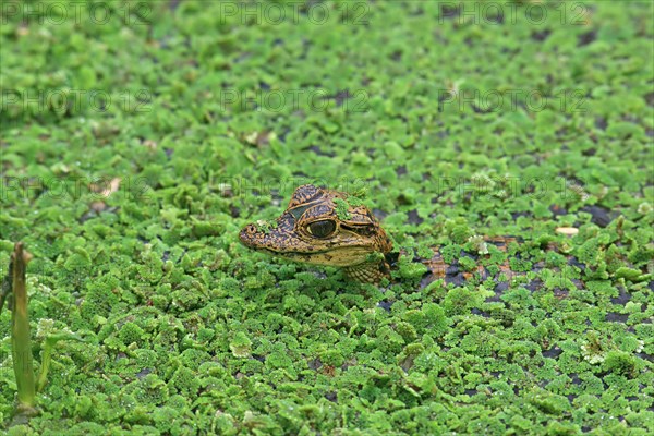 Spectacled caiman