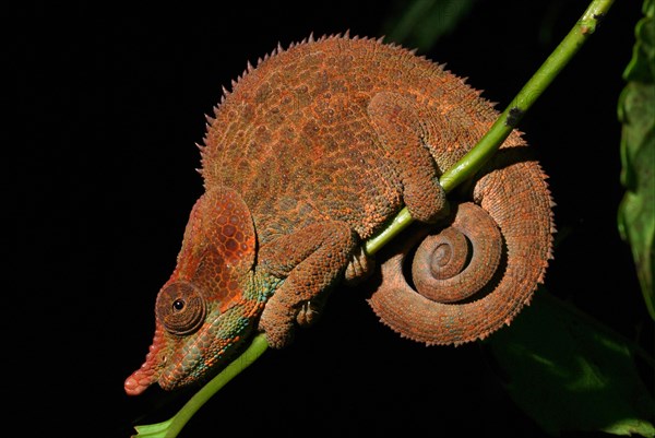 Cryptic Chameleon