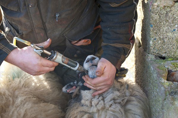 Sheep farming