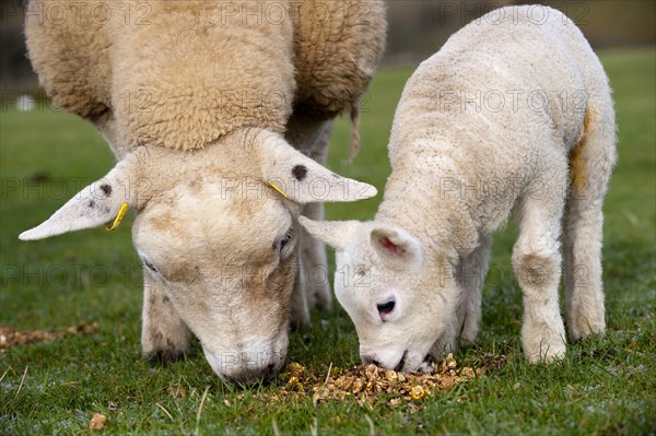 Domestic Sheep