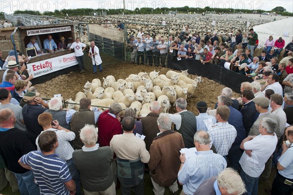 Sheep farming