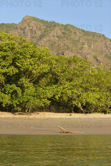 Komodo Dragon