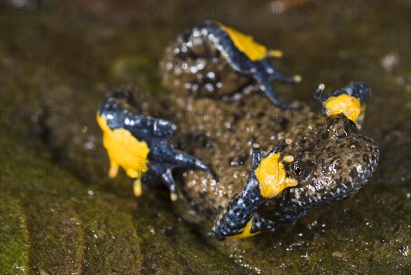 Apennine Yellow-bellied Toad