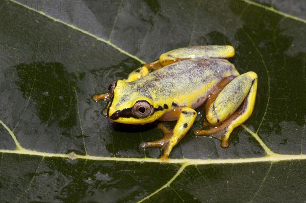 (Heterixalus madagascariensis), this treefrog changes colour between day and night
