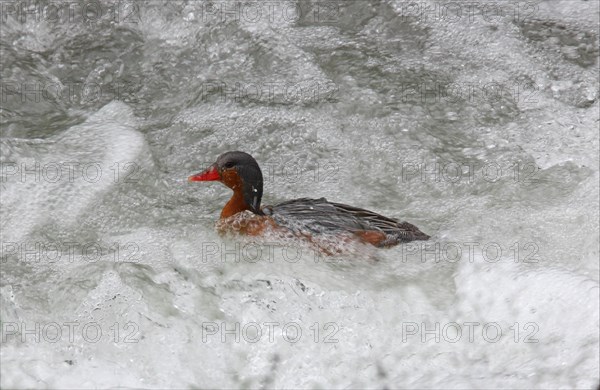 Torrent Duck