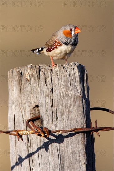 Zebra Finch