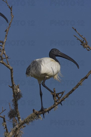 Black-headed Ibis